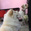 소울메이독 이미지