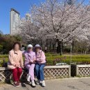 새드림타운하우스 앞 | 인천 프리미엄 실버타운 더시그넘하우스 청라_꽃보다 예쁜 회원님들의 꽃나들이 이야기