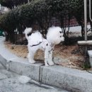배추공주와 페키들의 감성놀이터