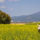 섬진강대나무숲길 이미지