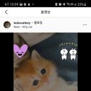 보보캐터리 이미지