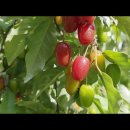 왕보리수동영상, 포플러동영상, 양버들(미루나무), 오미자동영상 이미지