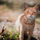 송파원동물병원 이미지