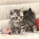 도레미캣 이미지