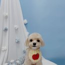 견생의하루 펫살롱 일산본점 이미지