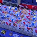 인형의 거리(토끼) | 종로 인형뽑기, 와쿠와쿠 정품 인형 내돈내산 못뽑은 후기