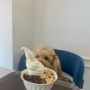 경기도 수원시 장안구 파장로21번길 | [수원] 만석공원 산책후 들리기 좋은 송죽동 빙수맛집 - 카페베가
