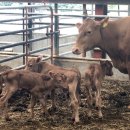 국민한우농장 이미지