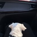 나의 동물메디컬 센터 | 속초동물병원 나의동물메디컬센터 9살 말티즈 고환암 진단 후 수술한 후기🐶