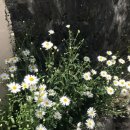 나를 닮은 여름에게 이미지