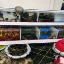 참치공주 이미지