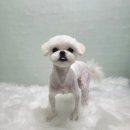 늘, 이쁘개 이미지