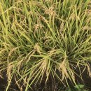 안동영가찜닭 이미지