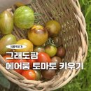 원숙농장 | 그래도팜 에어룸 토마토 키우기_초보가 꼭 알아야 할 3가지