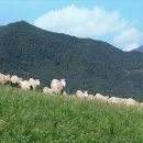 숲앤숲펜션 이미지