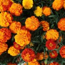 메리골드 이미지