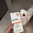 웰케어동물병원 | 강아지관절영양제 웰케어 강아지관절염 슬개골탈구