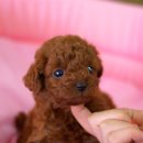 뽀글뽀글 이미지