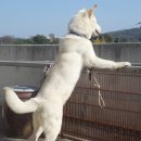 차지킴이 이미지