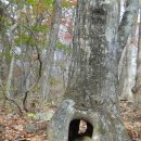 진부령 가는길 이미지