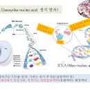 스테비아 충실한 씨앗 관리...인산가리액비, 인산칼슘액비, 미네랄액비 등 관수 이미지