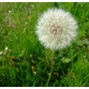 민들레홀씨 이미지