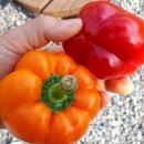 원주농장 이미지