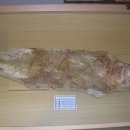 영월화석박물관 이미지