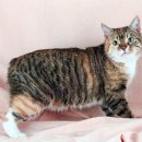 방주동물병원 이미지