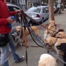 개들의왕국 이미지