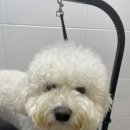 멍데이 살롱 이미지