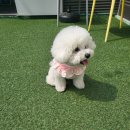 에떼르넬 슈슈 이미지