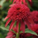 더블 스쿱 크랜베리－Echinacea Double Scoop Cranberry 이미지