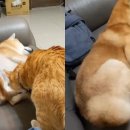 젤리멍 이미지