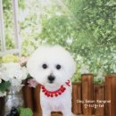 도그살롱 슈 이미지