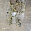 와우펫앤쥬(기장점) 이미지