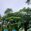 골드랑 | 괌pic 골드패스 투숙후기 수영장 바닷가