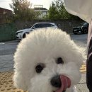 MY DOG GROOMING 이미지