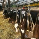 마하목장 이미지