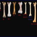 트리케라톱스-2 이미지