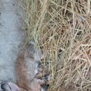 시간토끼 이미지