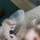 나에개로 이미지