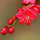 매실농장 이미지