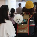 댕댕냥냥 이미지