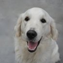 물빛동물병원 이미지