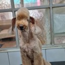 달이네 애견미용실 이미지