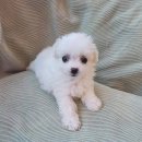 도그마루 강아지고양이 대전점 이미지