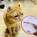 애니케어동물병원 | 강아지 고양이 영양간식 [애니케어 장어 발효 멀티큐브] 급여후기