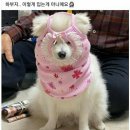 나는댕댕이다 이미지