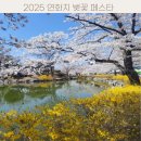 산들바람 | 2025 연화지 벚꽃 페스타